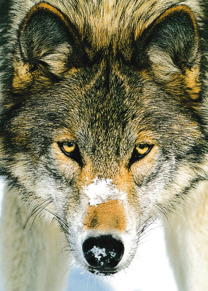 Postkarte "Wolf"