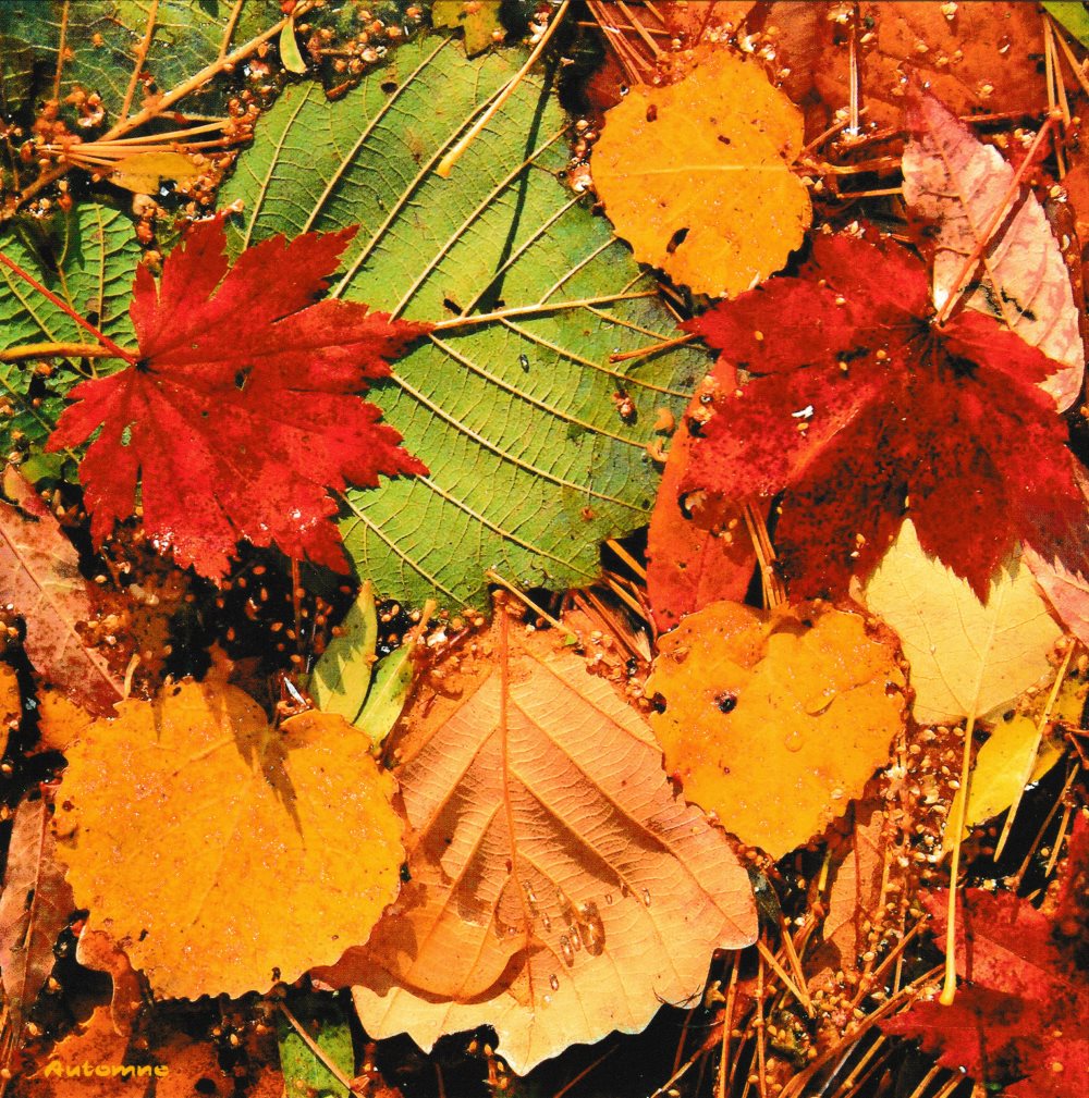 Quadratische Postkarte "Herbstlaub"