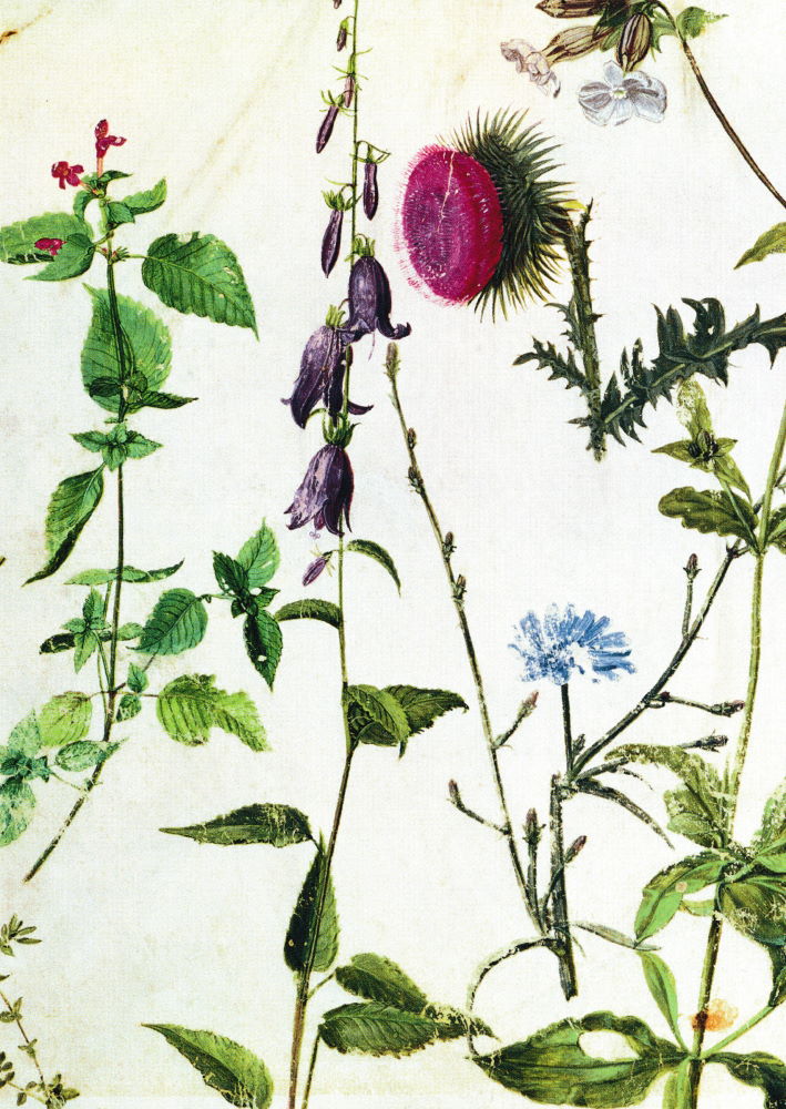 Kunstkarte Albrecht Dürer "Studien von Wildblumen"
