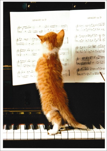 Postkarte "Katzenmusik"