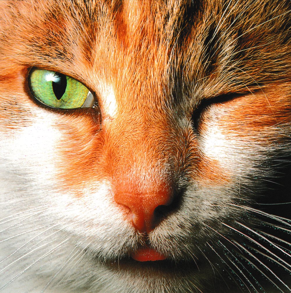 Quadratische Postkarte "Katze"