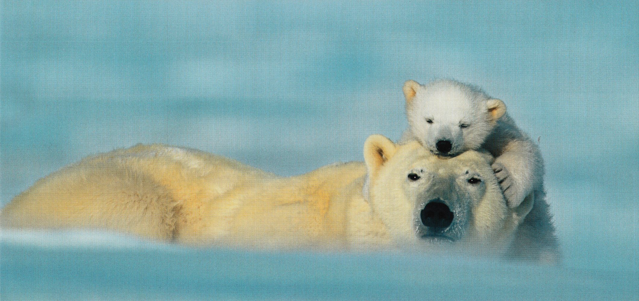 XXL-Postkarte GEO-Edition "Eisbärenmutter und Junges"