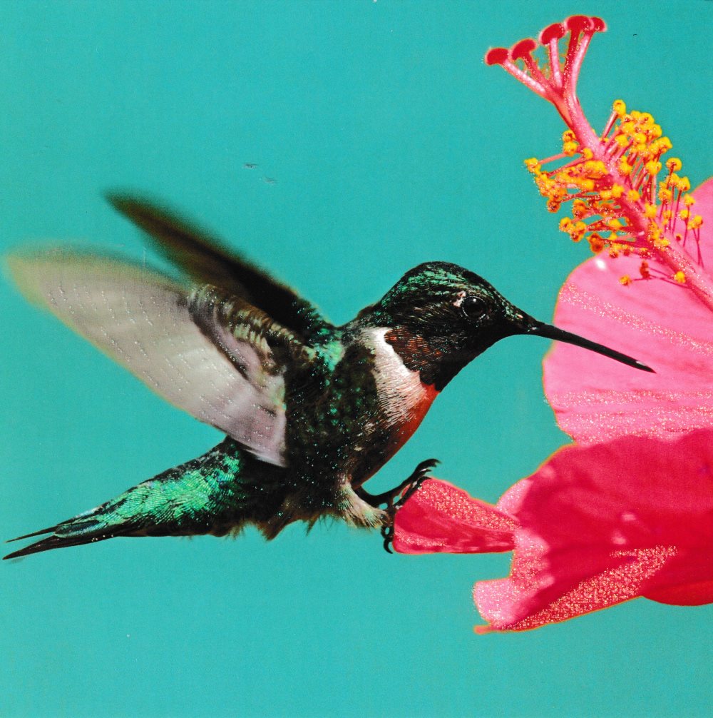Quadratische Postkarte "Kolibri"