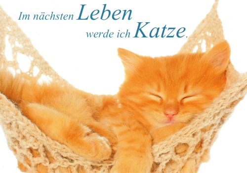 Postkarte Tiere "Im nächsten Leben werde ich Katze."