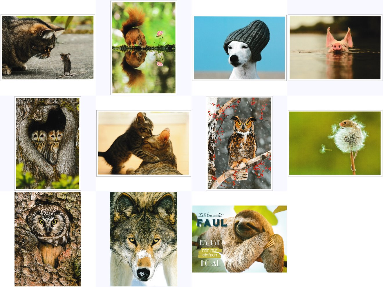 Postkarten-Mix-Set "Tiere"