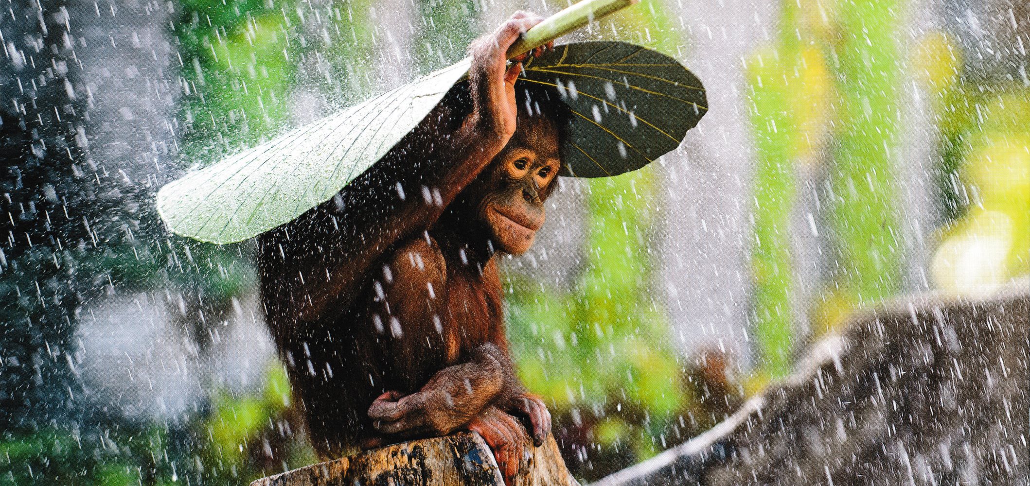 XXL-Postkarte "Orang Utan im Regen"