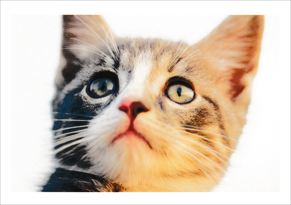 Postkartenbuch "Kittens * Kätzchen * chatons" mit 24 süßen Katzen-Motiven