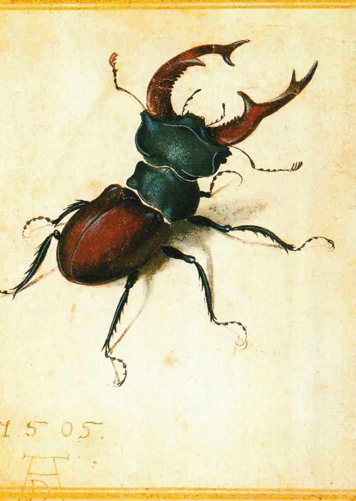 Kunstkarte Albrecht Dürer "Hirschkäfer"