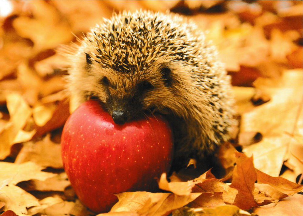 Postkarte "Gartenfreund - Igel mit Apfel"