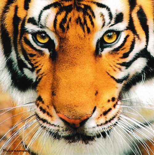Quadratische Postkarte "Tiger"