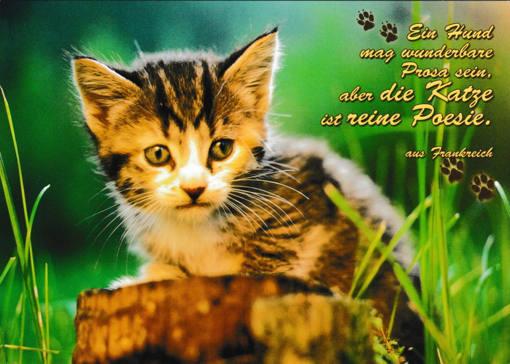 Postkarte "Ein Hund mag wunderbare Prosa sein, aber die Katze ist ..."