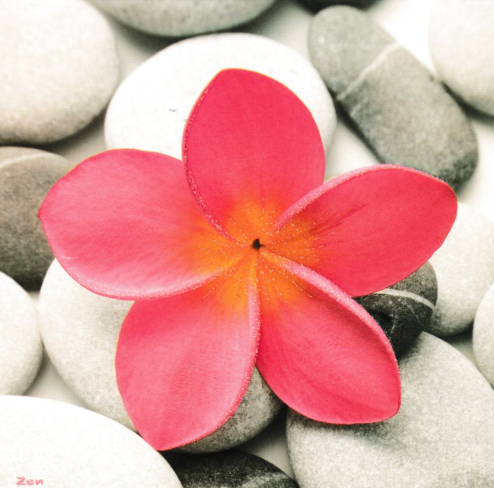 Quadratische Postkarte "Rosa Blüte auf Steinen"